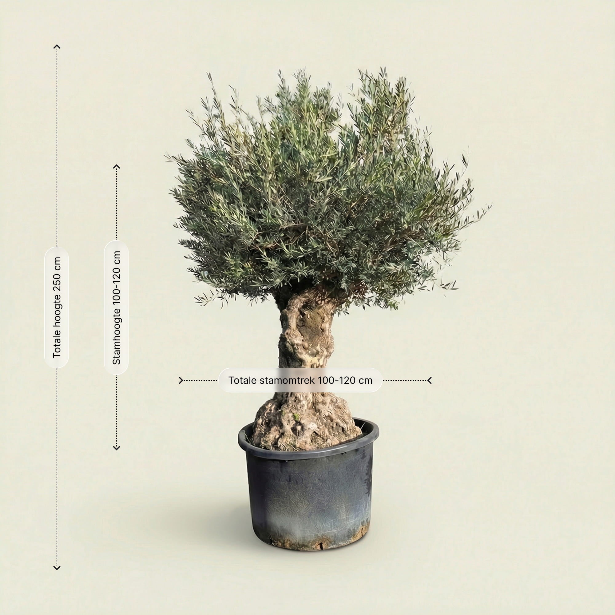 Olijfboom bonsai - 250 cm