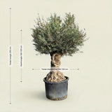 Olijfboom bonsai - 250 cm