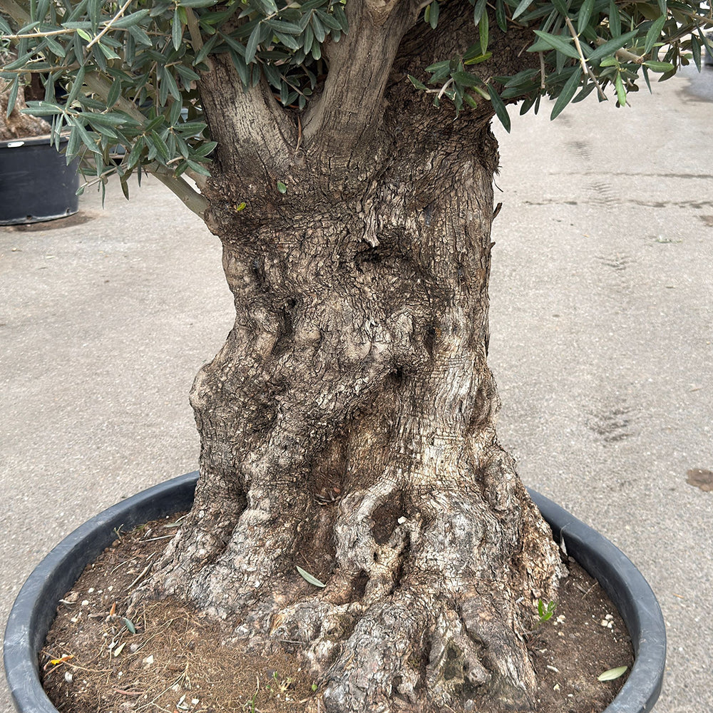 Olijfboom bonsai - 270 cm