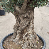 Olijfboom bonsai - 270 cm