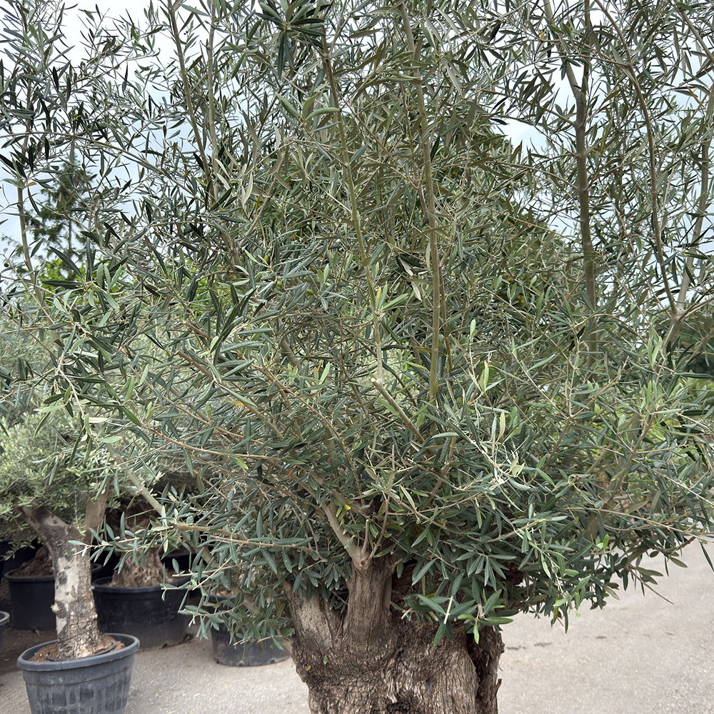 Olijfboom bonsai - 270 cm