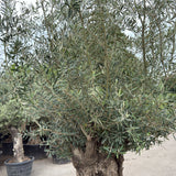 Olijfboom bonsai - 270 cm