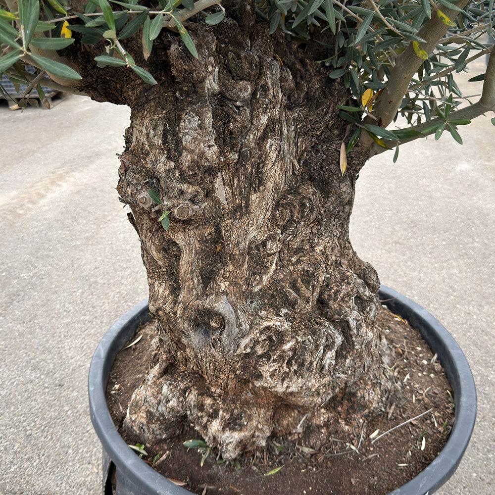 Olijfboom bonsai - 270 cm