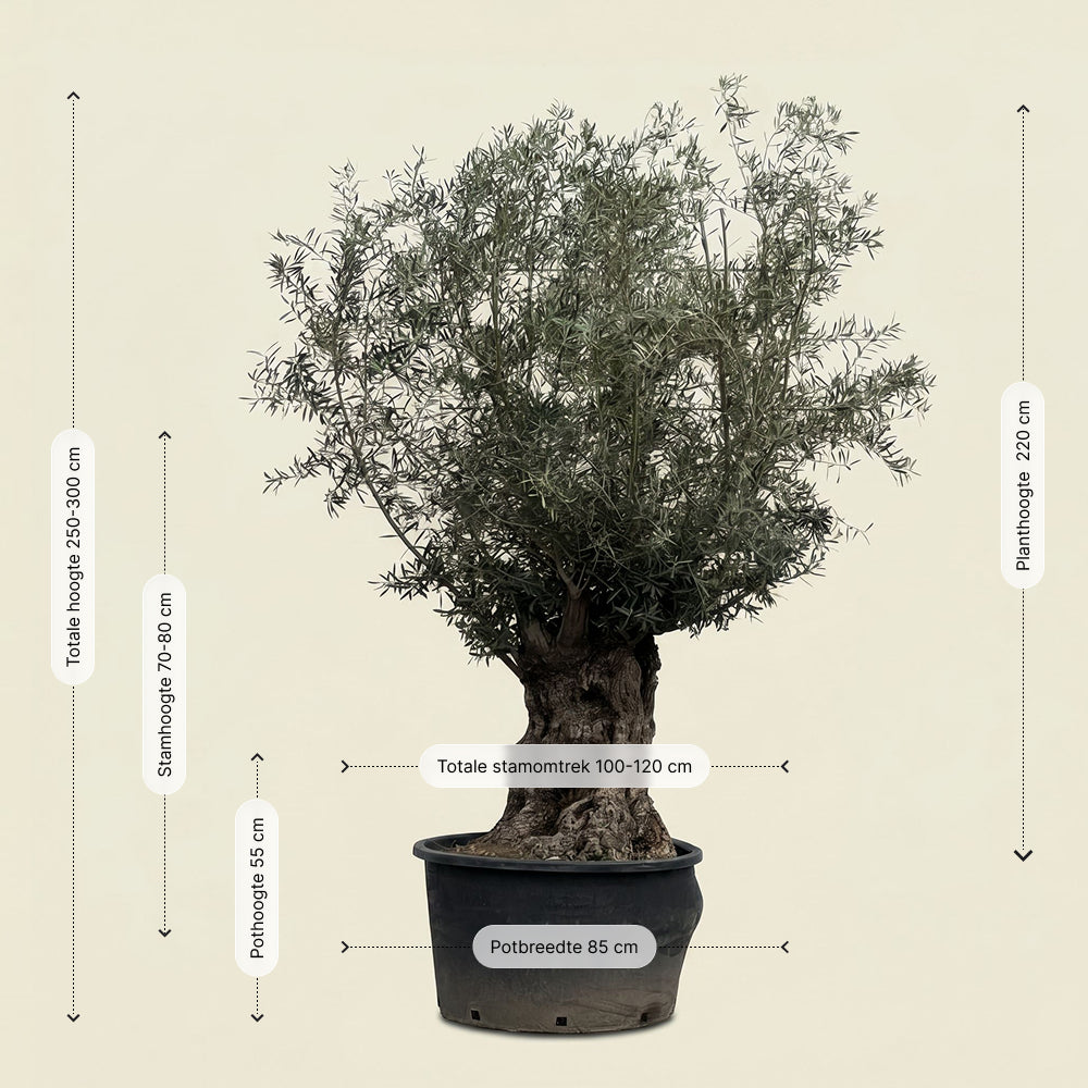 Olijfboom bonsai - 270 cm