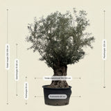 Olijfboom bonsai - 270 cm