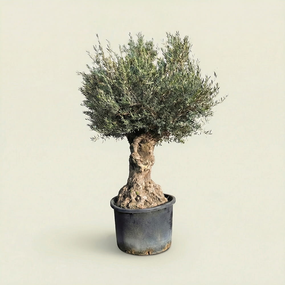 Olijfboom bonsai - 250 cm