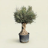 Olijfboom bonsai - 250 cm