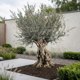 Olijfboom bonsai - 260 cm