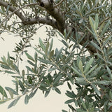 Olijfboom bonsai - 260 cm