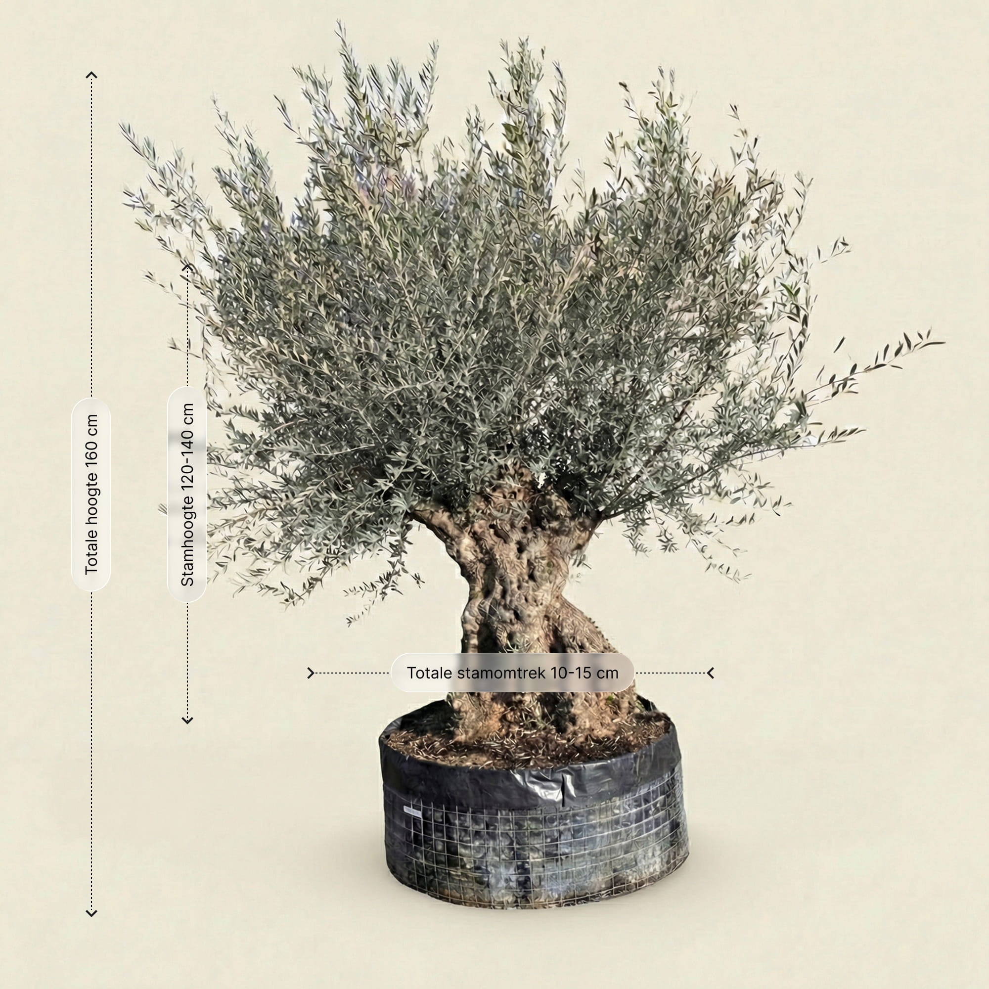 Olijfboom bonsai - 260 cm