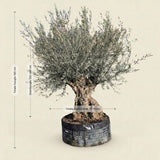 Olijfboom bonsai - 260 cm
