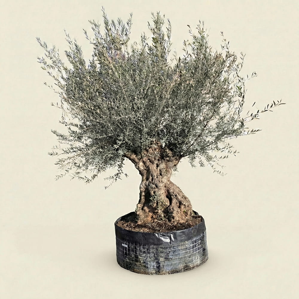 Olijfboom bonsai - 260 cm