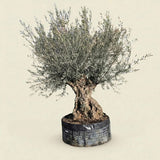 Olijfboom bonsai - 260 cm