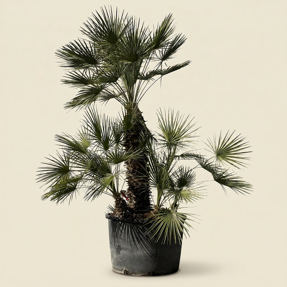 Europese dwergpalm meerstammig - 220 cm