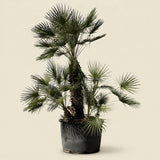 Europese dwergpalm meerstammig - 220 cm