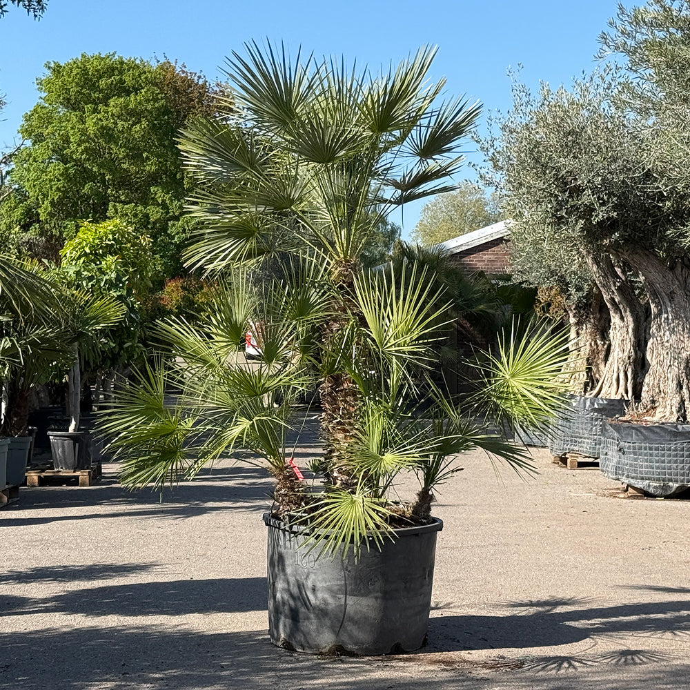 Europese dwergpalm meerstammig - 220 cm