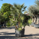 Europese dwergpalm meerstammig - 220 cm