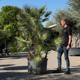 Europese dwergpalm meerstammig - 220 cm