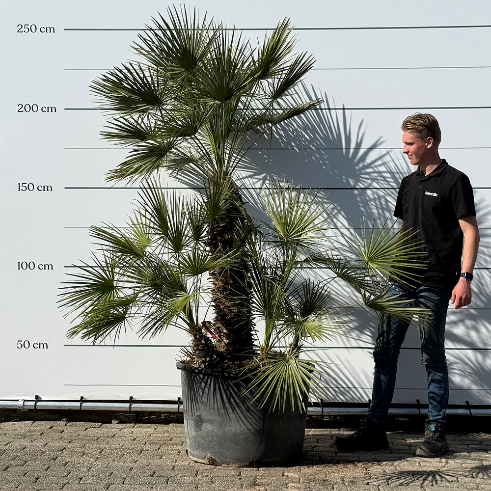Europese dwergpalm meerstammig - 220 cm
