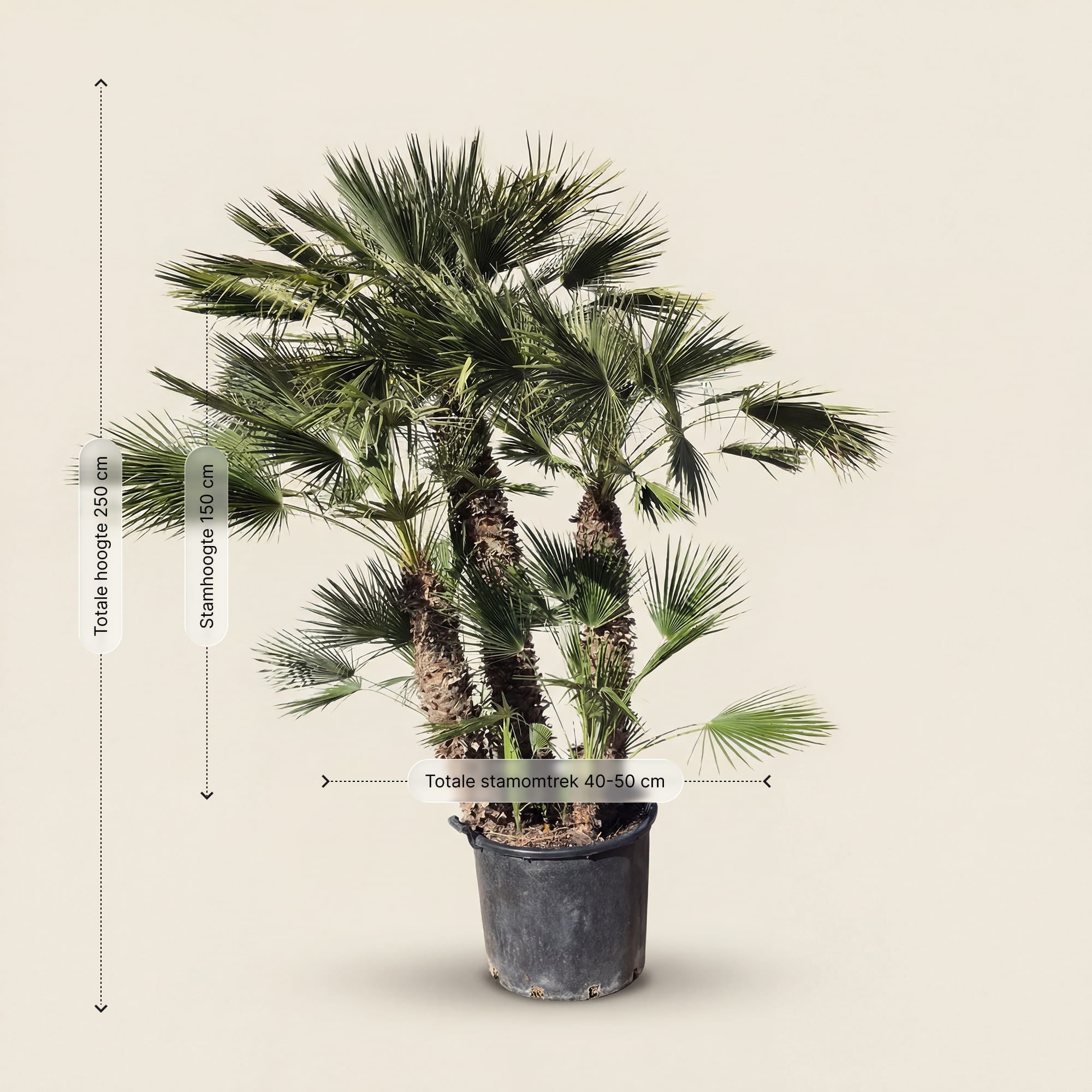 Europese dwergpalm meerstammig