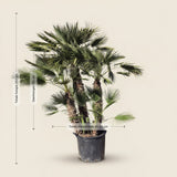 Europese dwergpalm meerstammig