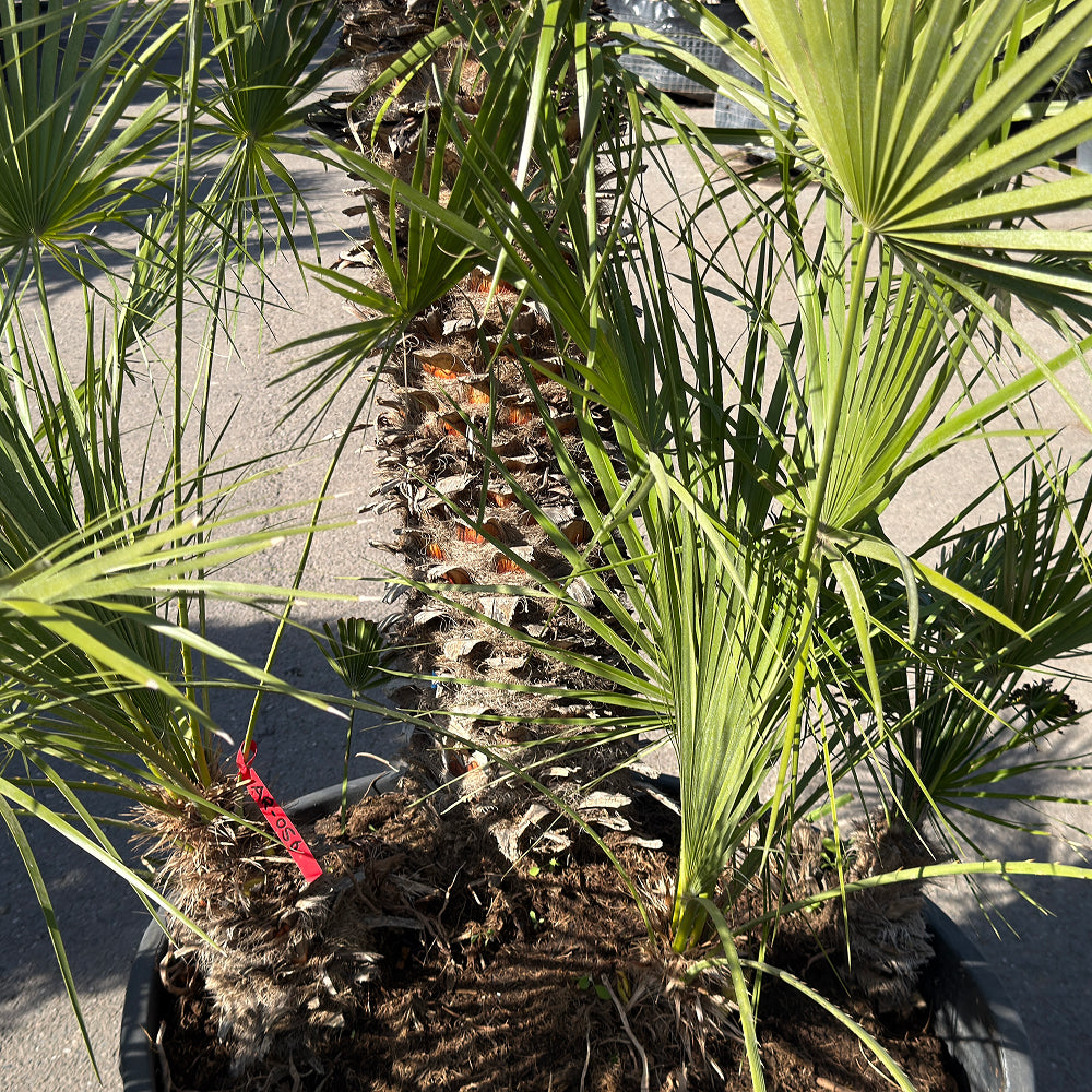 Europese dwergpalm meerstammig - 220 cm