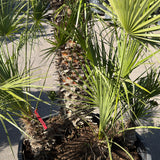 Europese dwergpalm meerstammig - 220 cm