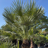 Europese dwergpalm meerstammig - 220 cm