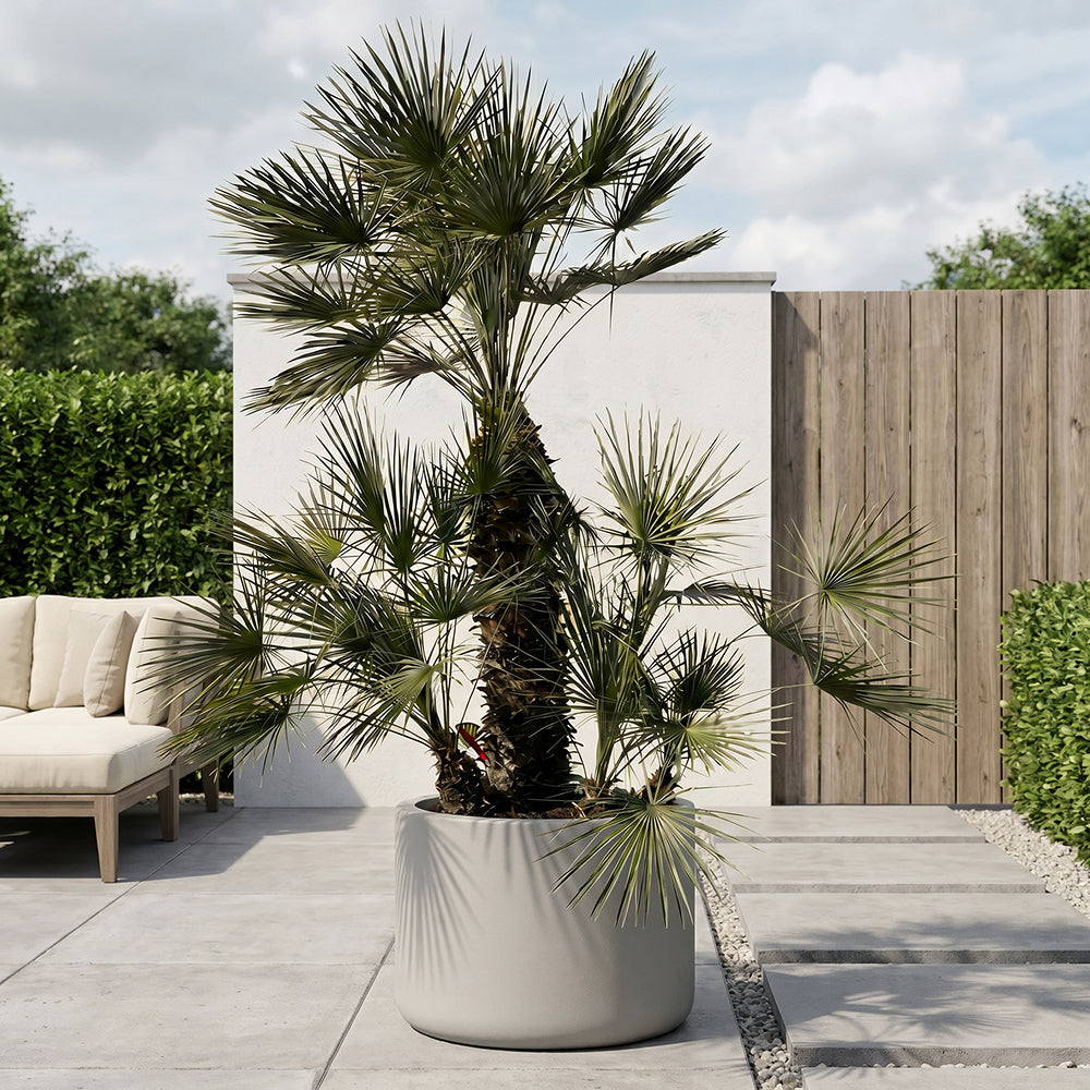Europese dwergpalm meerstammig - 220 cm