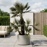Europese dwergpalm meerstammig - 220 cm