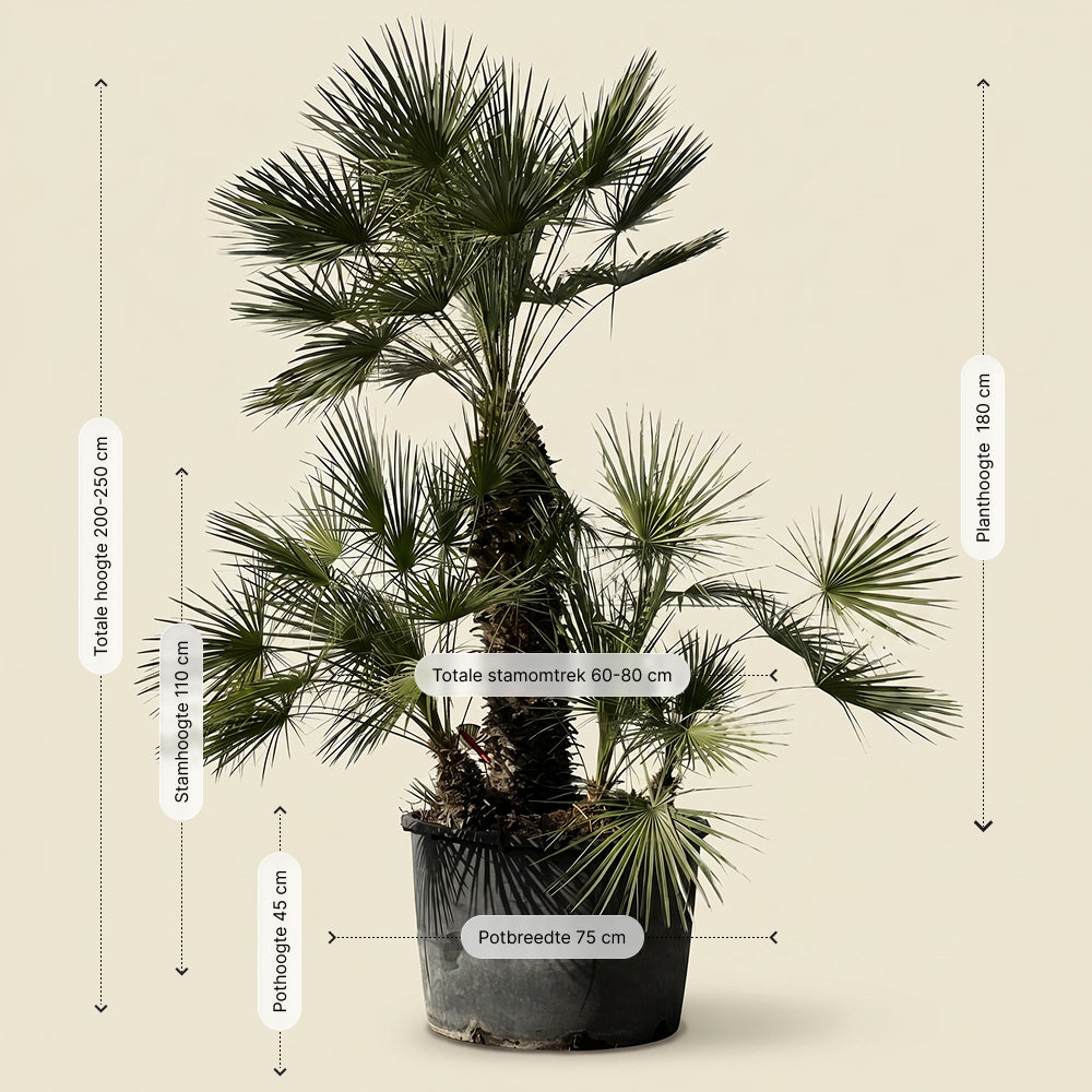 Europese dwergpalm meerstammig - 220 cm