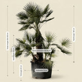 Europese dwergpalm meerstammig - 220 cm