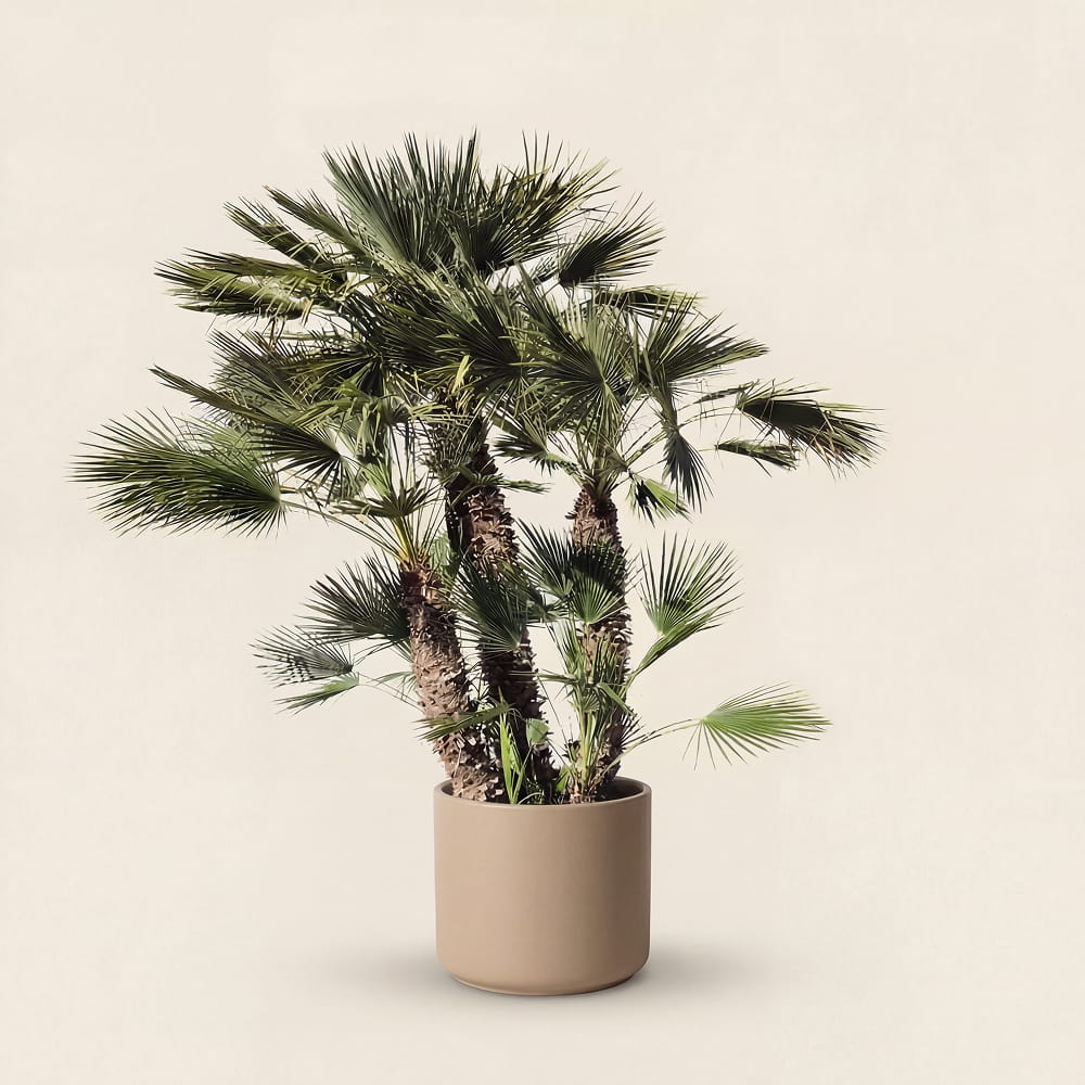Europese dwergpalm meerstammig