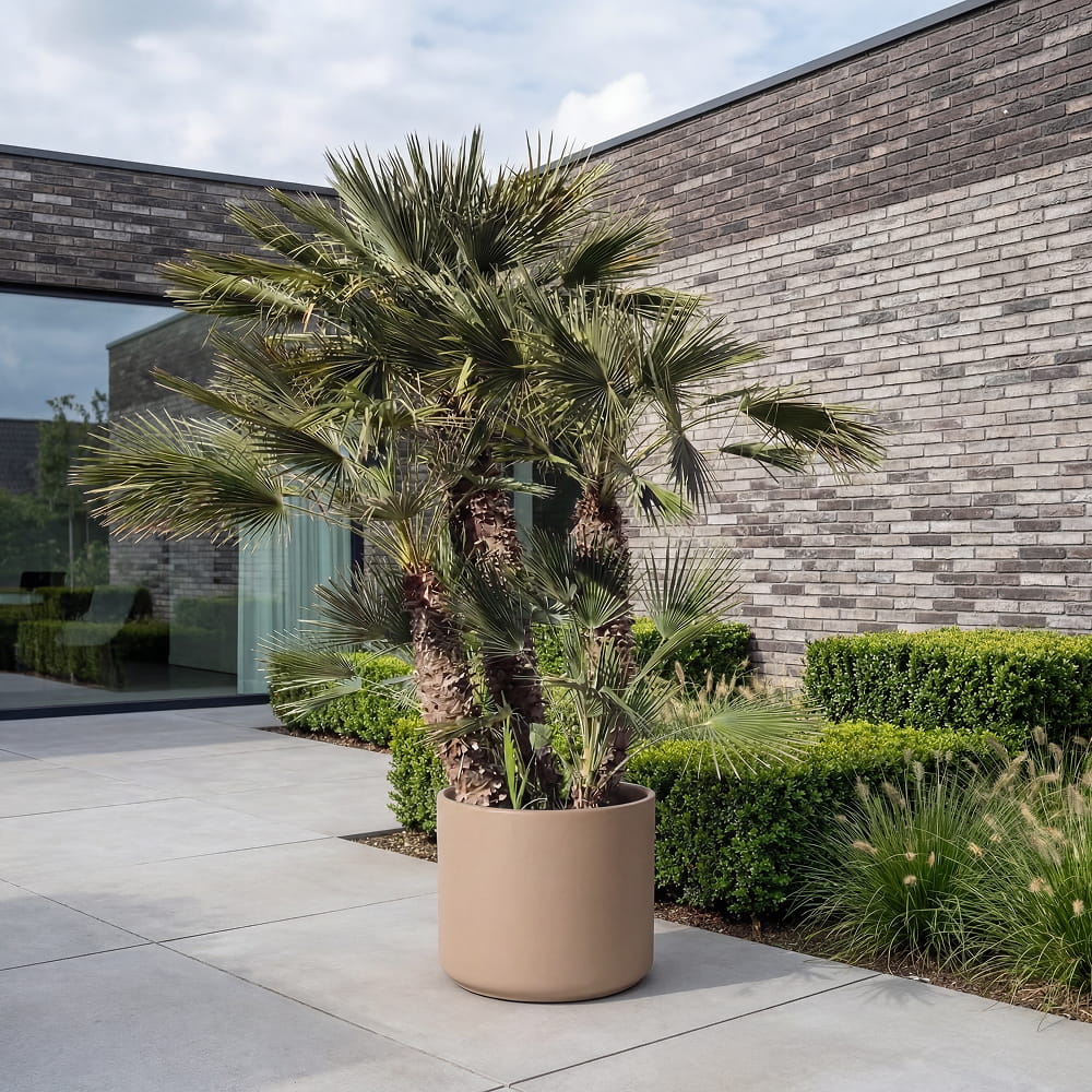 Europese dwergpalm meerstammig