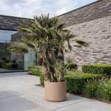 Europese dwergpalm meerstammig