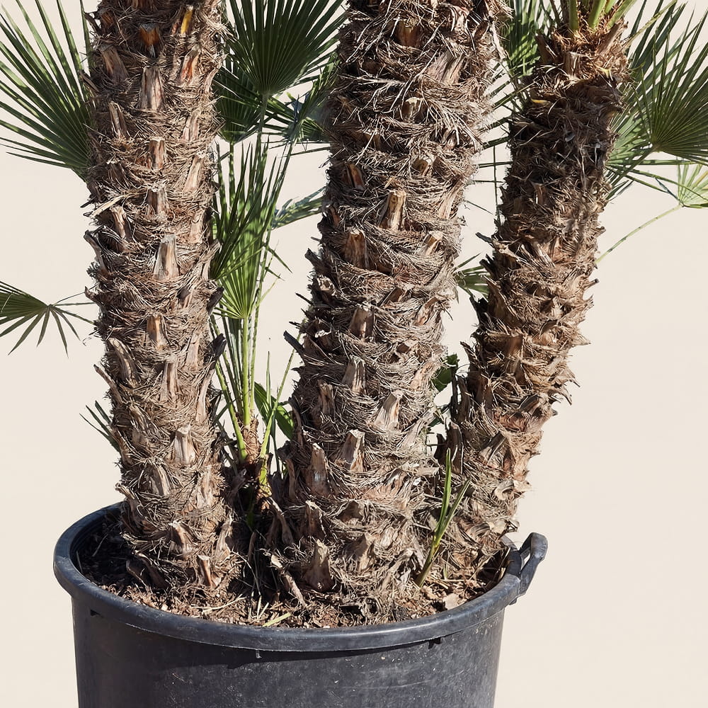 Europese dwergpalm meerstammig