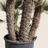 Europese dwergpalm meerstammig
