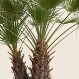 Europese dwergpalm meerstammig