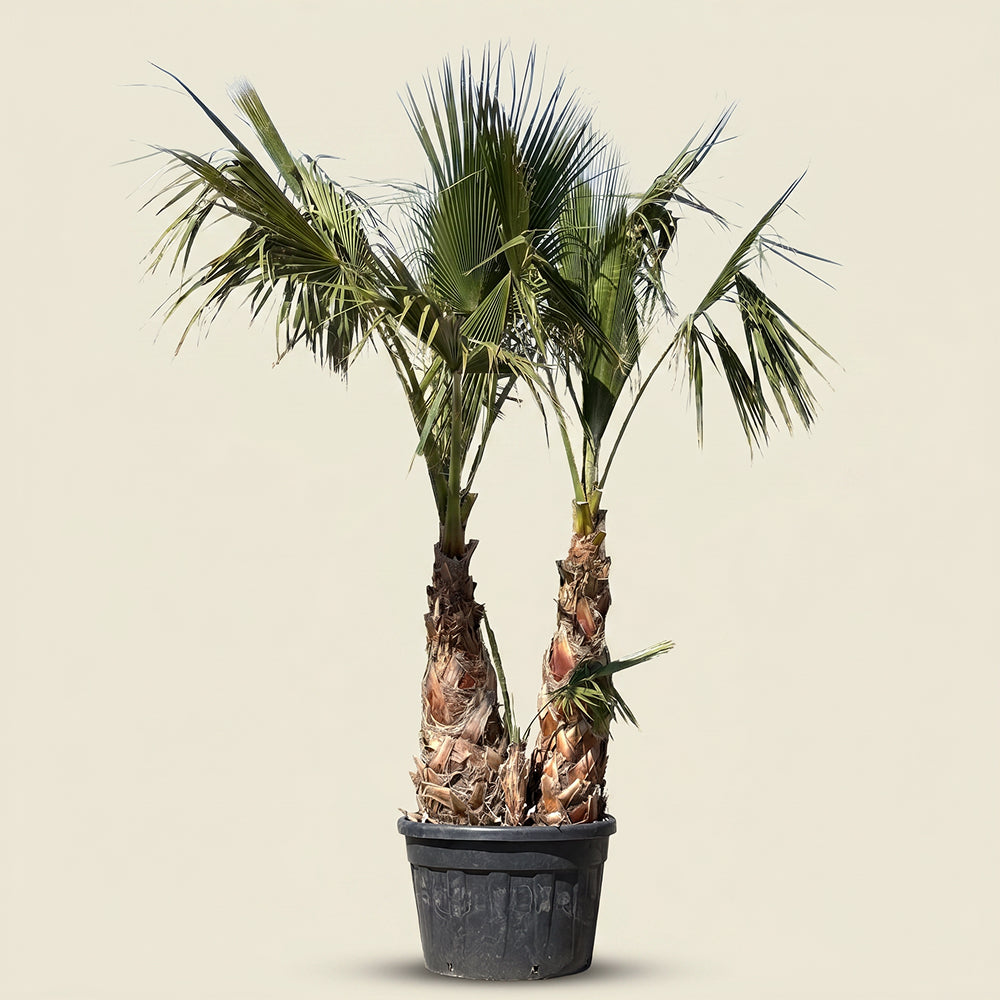 Mexicaanse waaierpalm met meerdere stammen