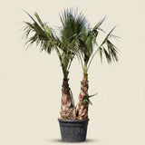 Mexicaanse waaierpalm met meerdere stammen