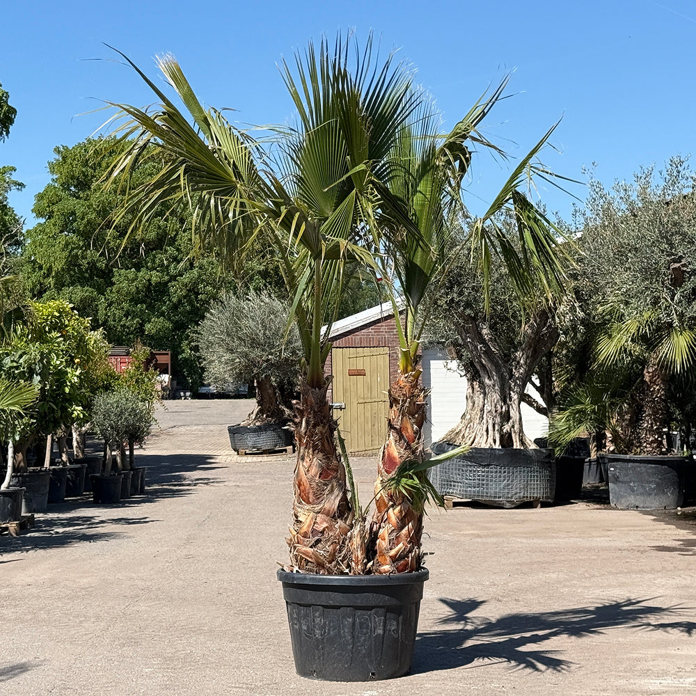 Mexicaanse waaierpalm met meerdere stammen