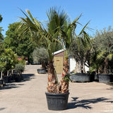 Mexicaanse waaierpalm met meerdere stammen