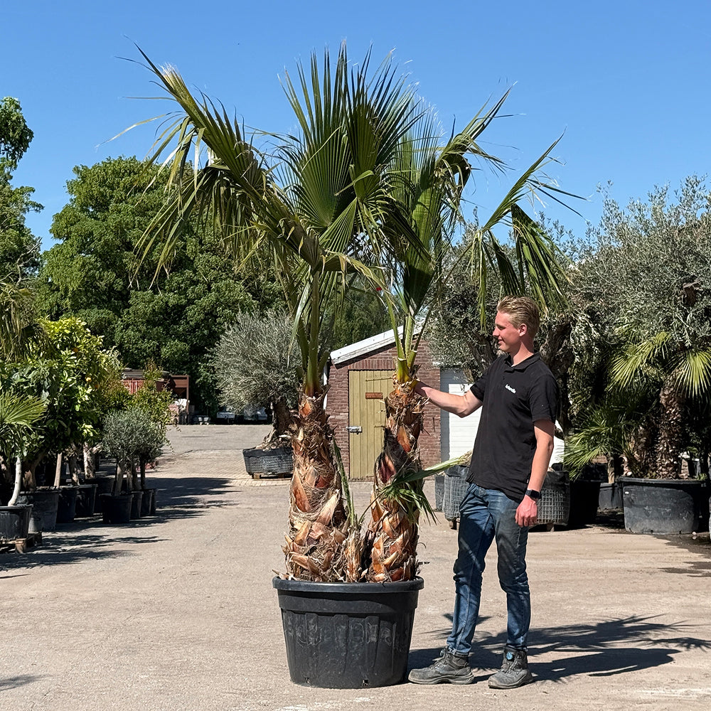 Mexicaanse waaierpalm met meerdere stammen