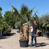 Mexicaanse waaierpalm met meerdere stammen