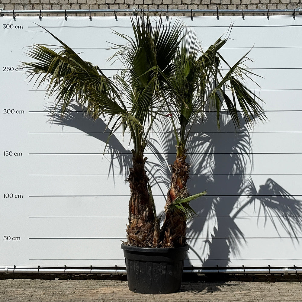 Mexicaanse waaierpalm met meerdere stammen