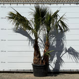 Mexicaanse waaierpalm met meerdere stammen