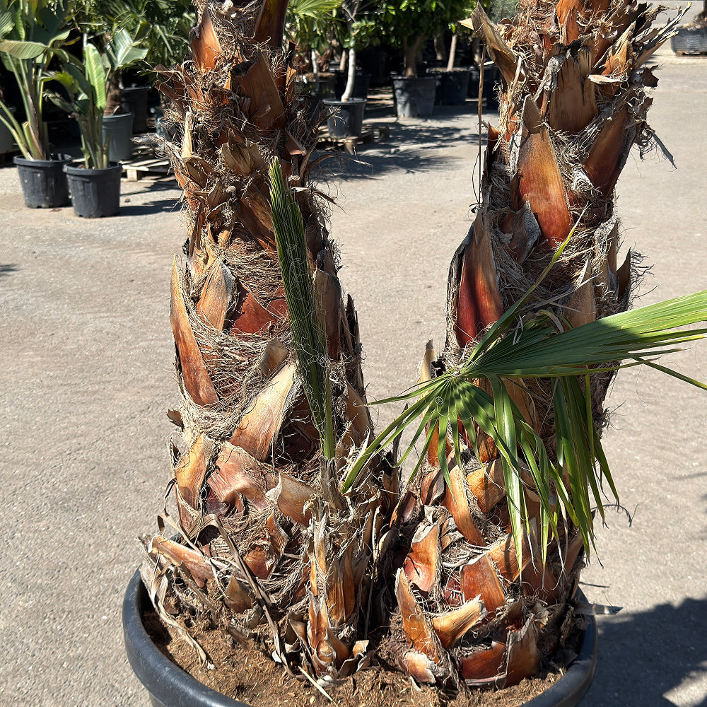 Mexicaanse waaierpalm met meerdere stammen