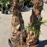Mexicaanse waaierpalm met meerdere stammen