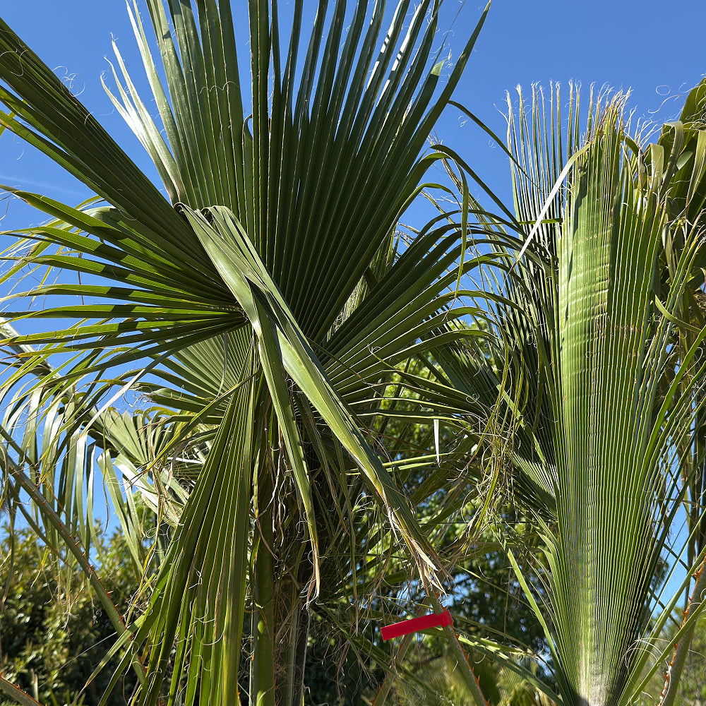 Mexicaanse waaierpalm met meerdere stammen