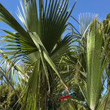 Mexicaanse waaierpalm met meerdere stammen